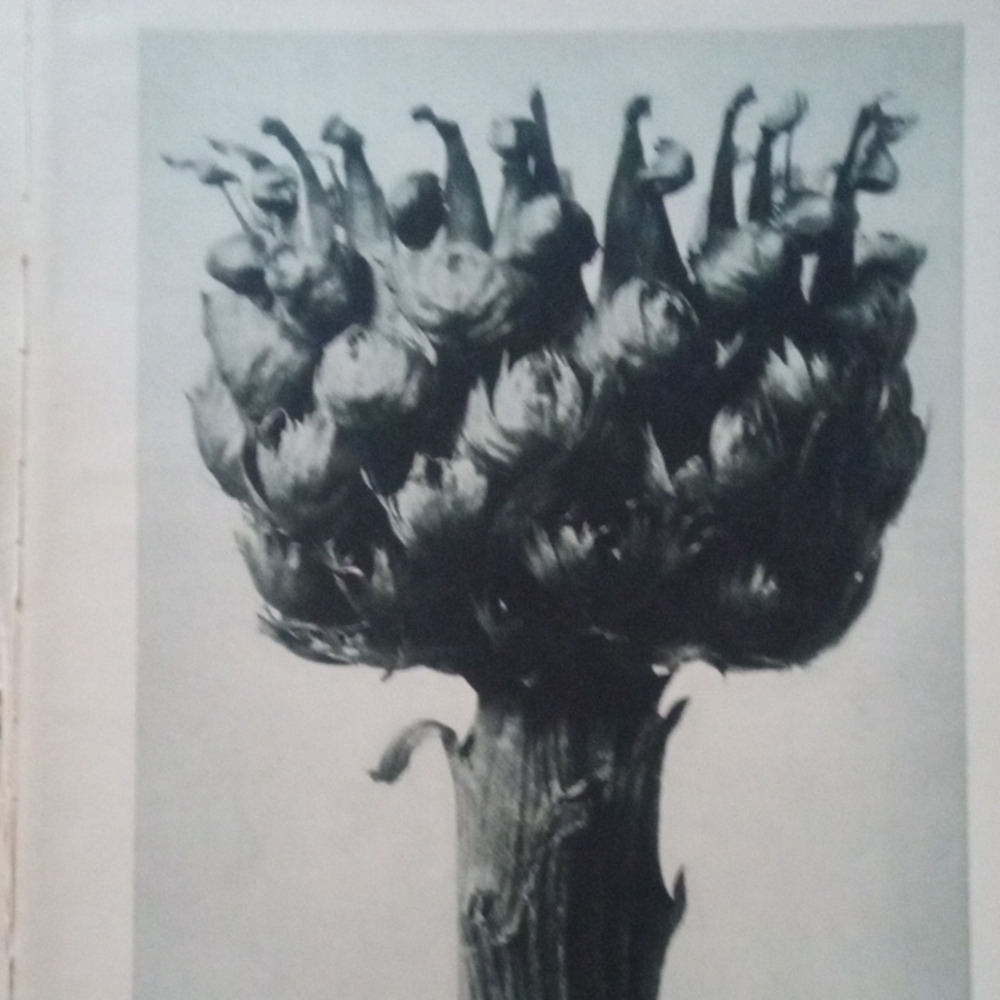 1928 Blossfeldt Plate 112